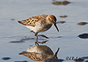 Calidris mauri